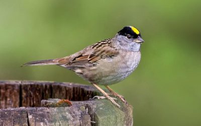 Joy Is a Golden-crowned Sparrow