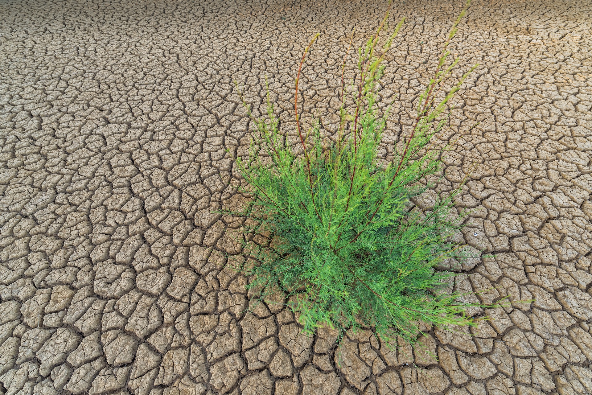 Без растений не могут жить. Засуха. Засуха растений. Сухая земля. Засуха почвы.